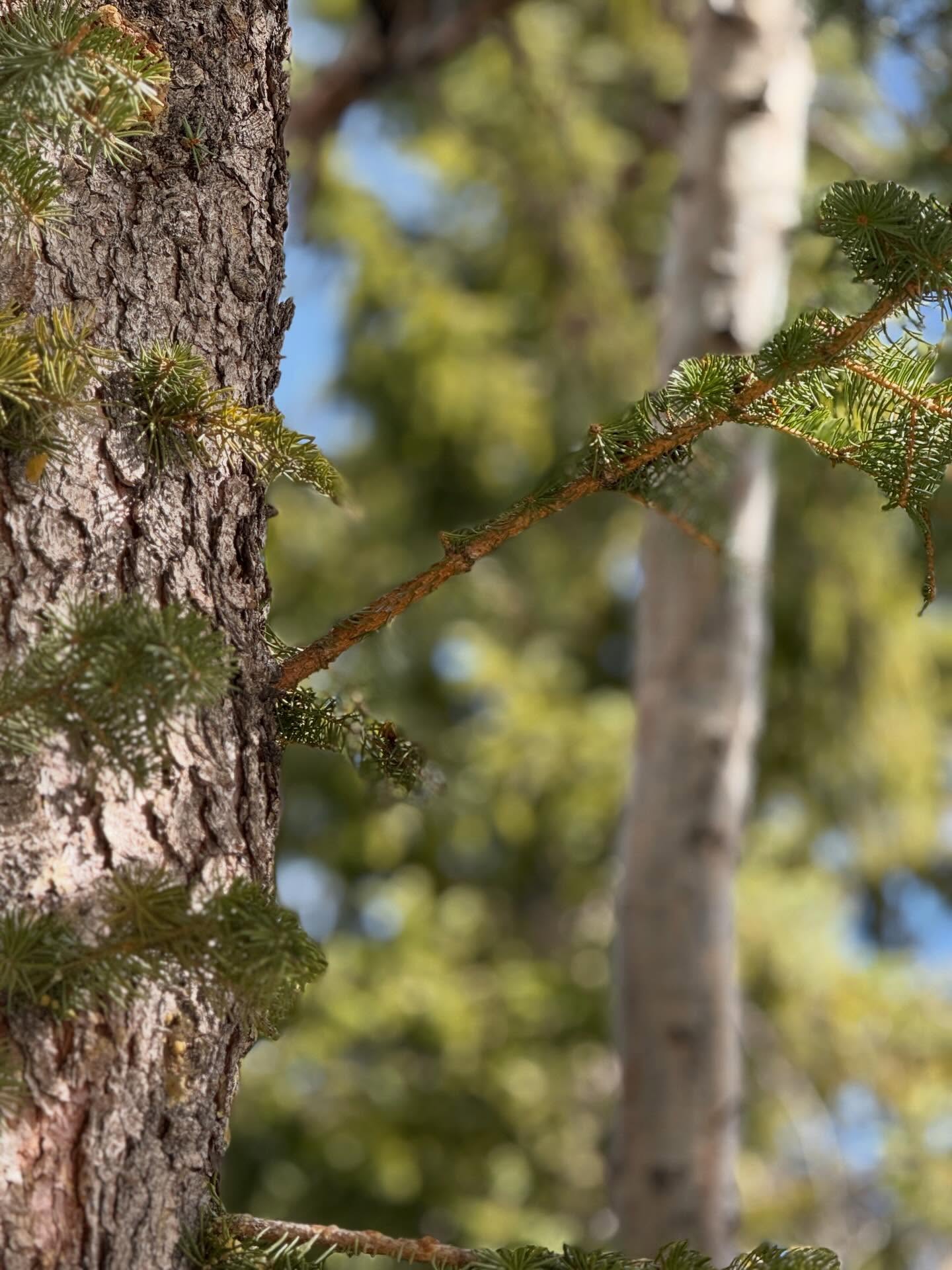 Tree 3